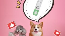 別讓您的毛寶貝身在危險之中！