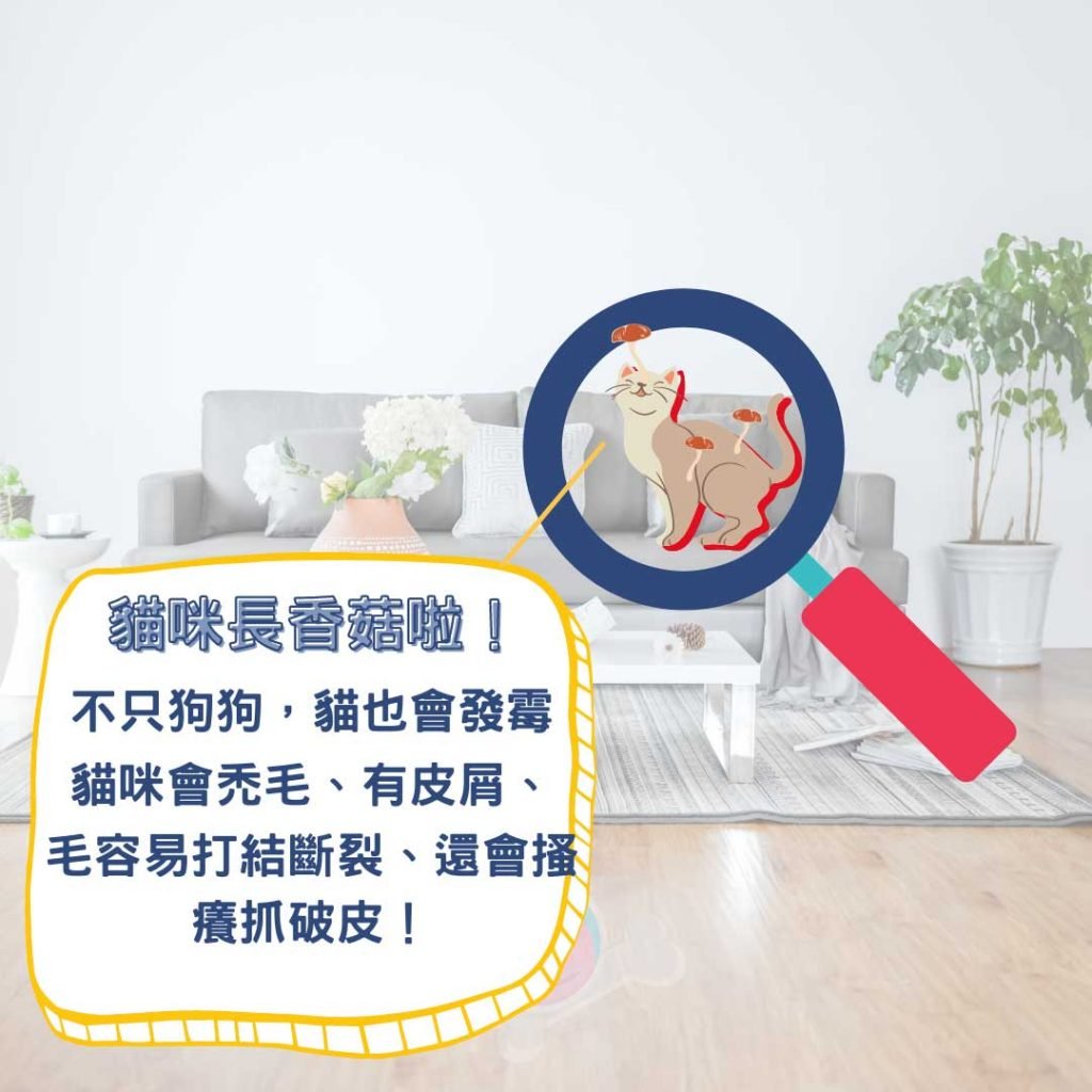貓咪長香菇