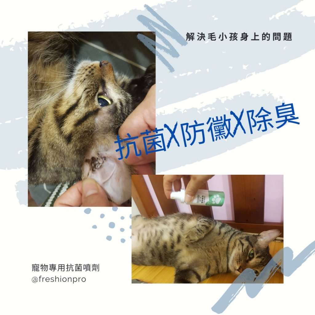 寵物發霉